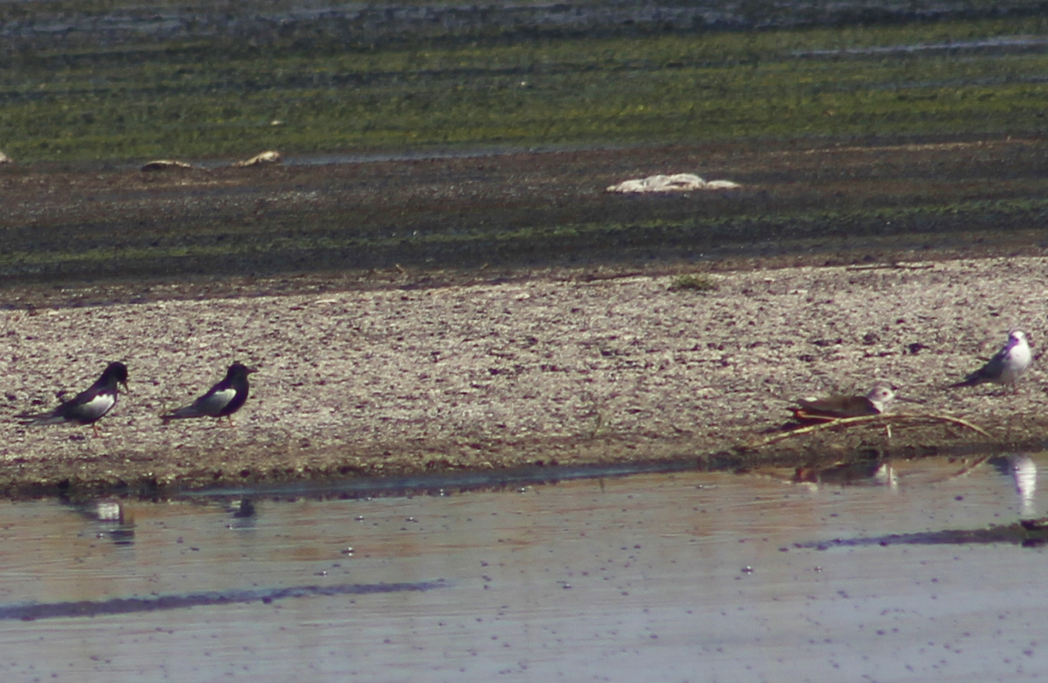 White-winged Tern